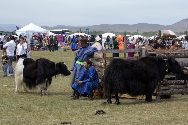 yak milk mongolia